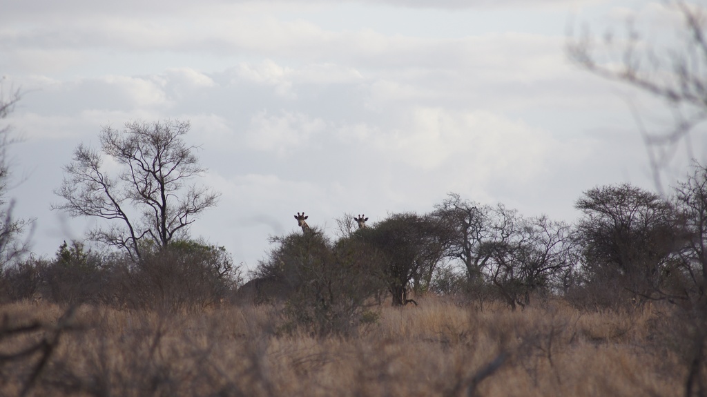verdeckte Beobachtung